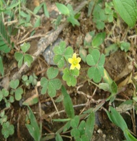 JPEG Image