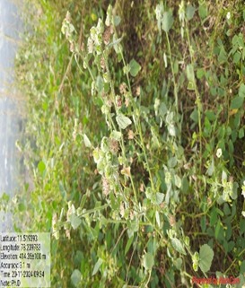 JPEG Image