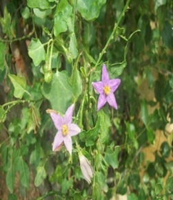JPEG Image