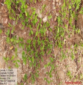 JPEG Image