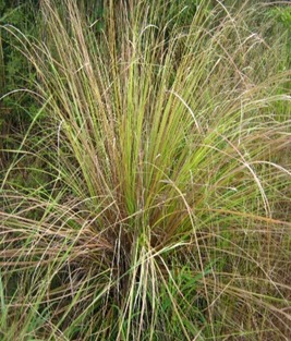 JPEG Image
