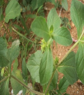 JPEG Image