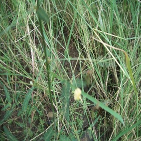 JPEG Image