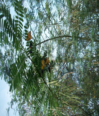 JPEG Image