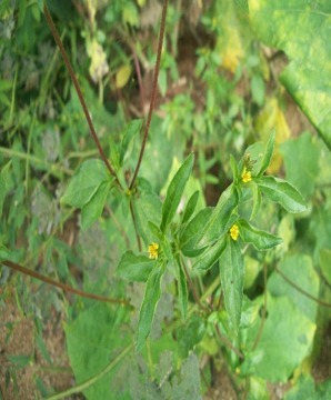 JPEG Image